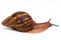 Archachatina marginata suturalis 1b subadult